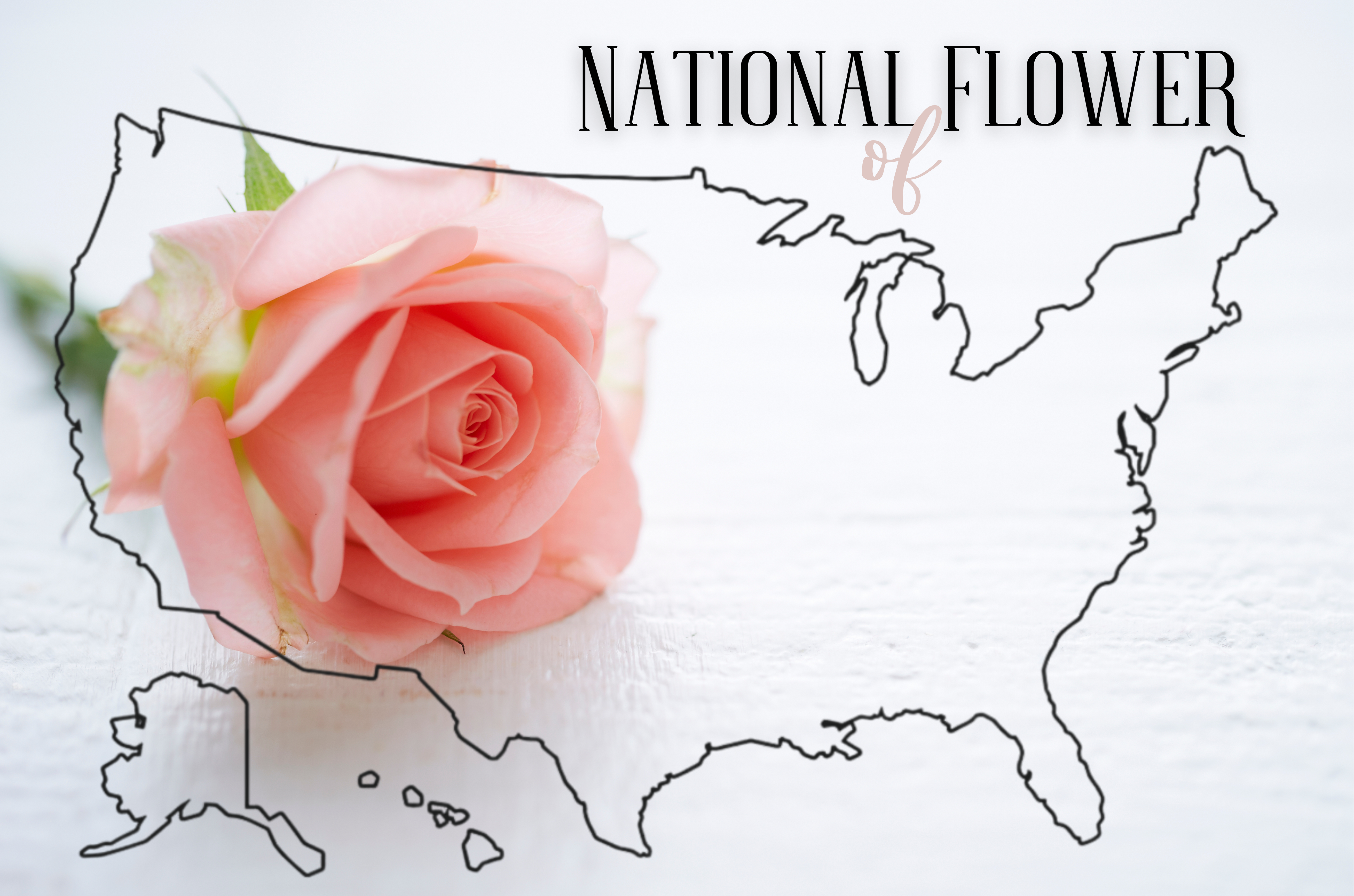 National Flower of the USA Rose Postcard