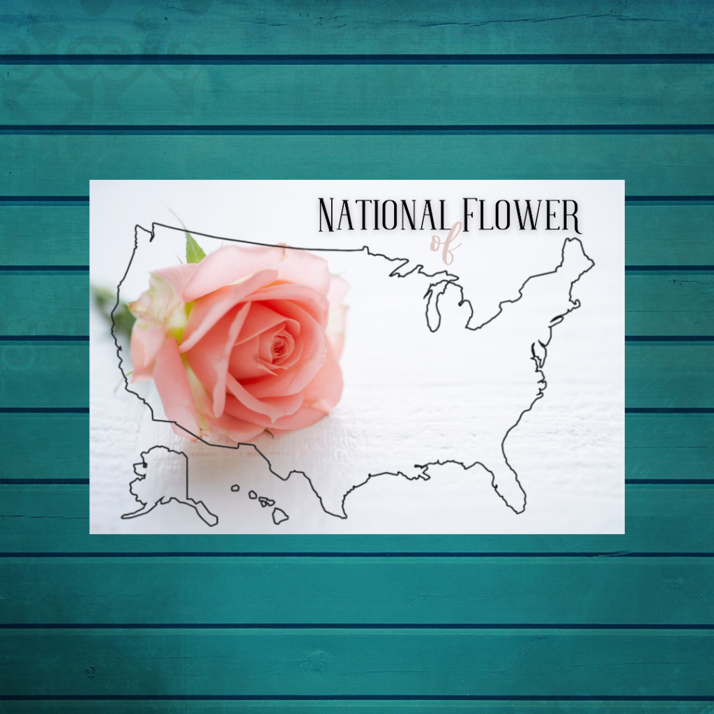 4 x 6 Postcard of the National Flower of the USA